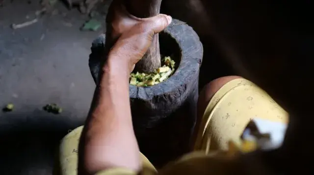 Qu'est-ce qu'une plante médicinale ?