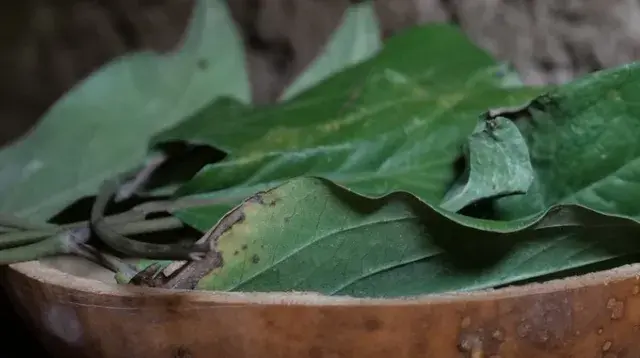 Medicinal plants: understanding, passing on, preserving