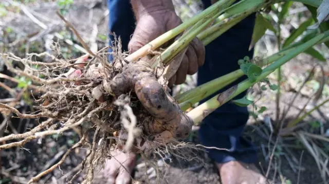 Écologie & habitat du Galanga 
