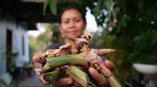 Où trouve-t-on le Galanga ? 