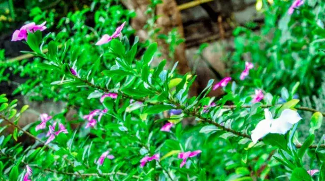 Pervenche de Madagascar