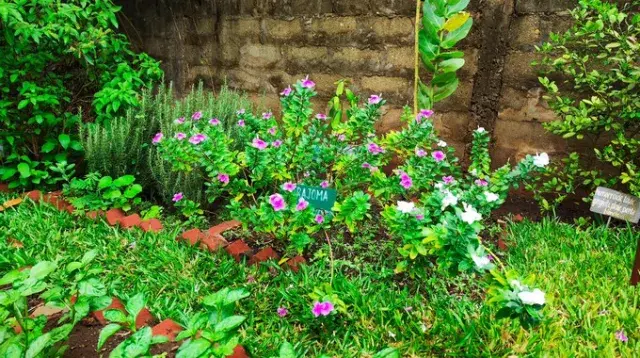 Pervenche de Madagascar