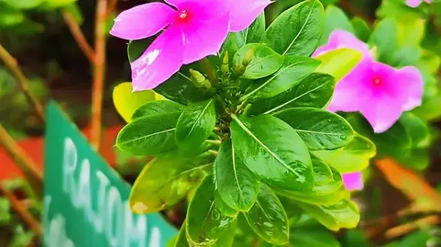 Pervenche de Madagascar