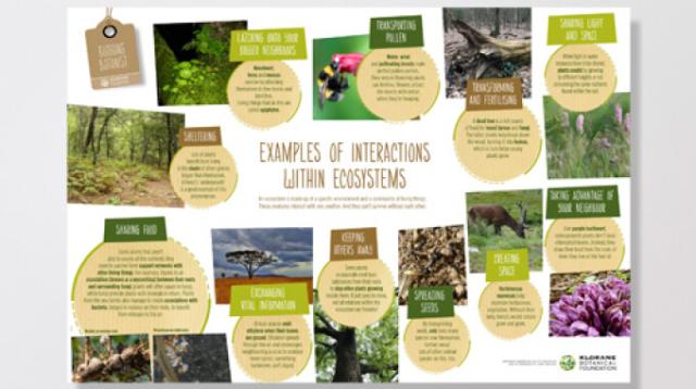 Understanding eco-systems