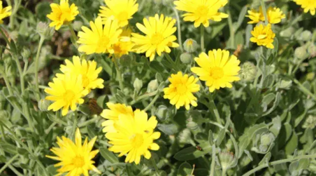 Calendula maritima Guss.