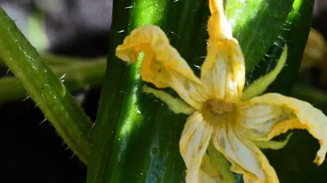 fleur de concombre