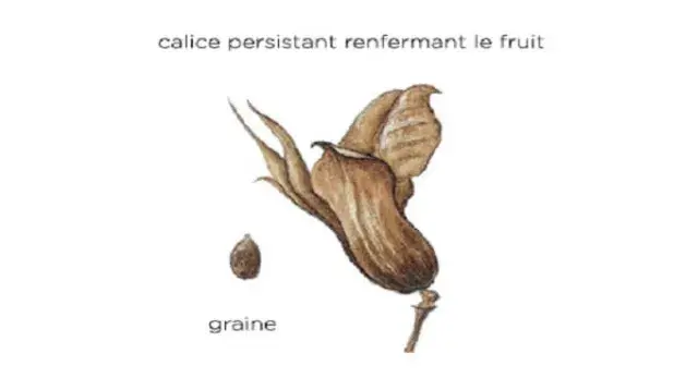 DESCRITPION DU CUMIN