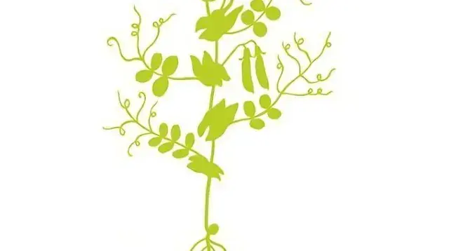 DESCRIPTION DU POIS CULTIVÉ