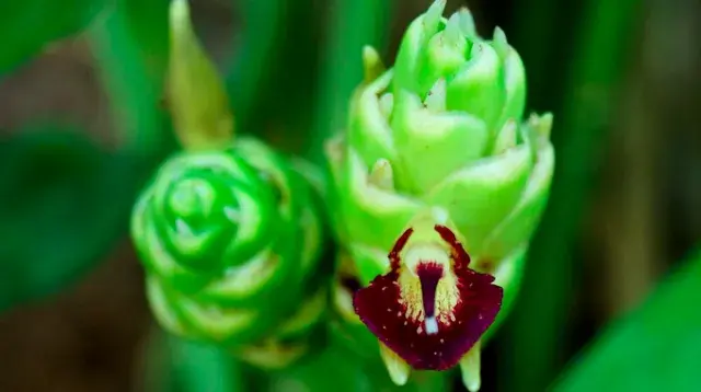 fleur gingembre