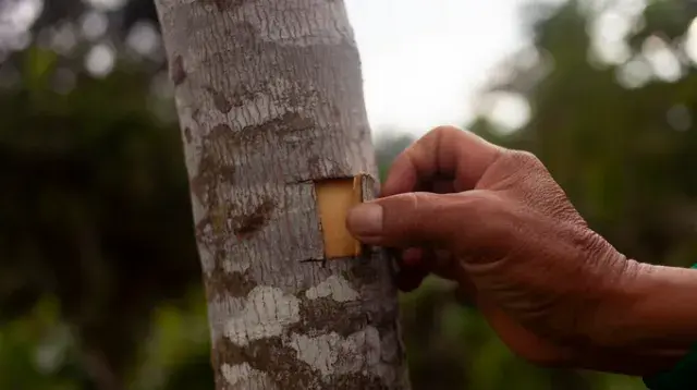 quinquina arbre écorce
