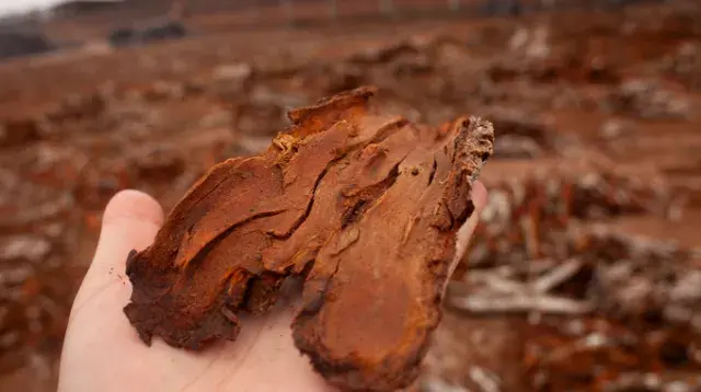 écorce de quinquina