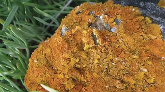 lichen xanteria