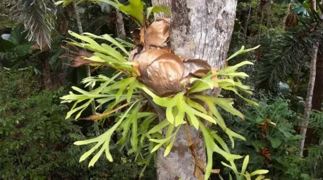tree