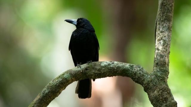 Forêt Tropicale - Oiseau