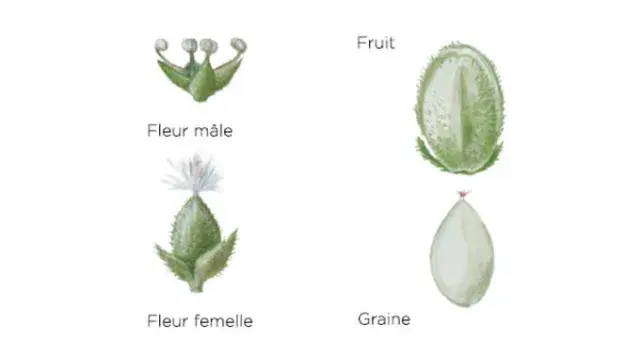 détails de l'ortie