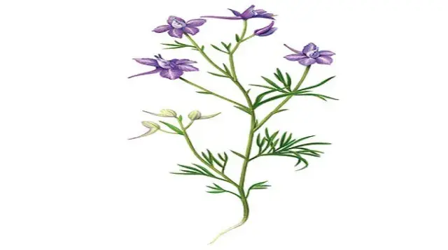 Description du Le Pied-d’alouette royal