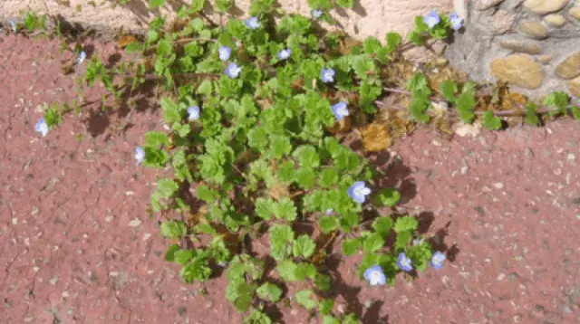 plante