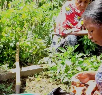Améliorer l'accès à la santé grâce aux plantes médicinales au nord de Madagascar