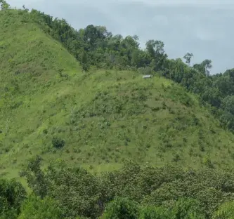 Reforesting Flores island