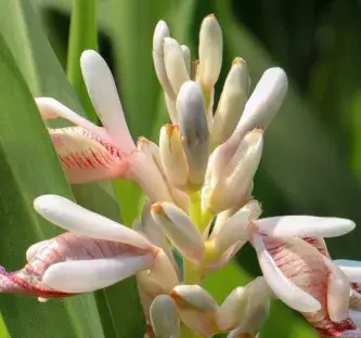 galanga plante