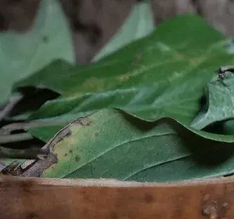 Plantes médicinales : comprendre, transmettre, préserver