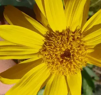 arnica