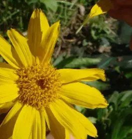 Tilleul et Arnica, destins croisés !