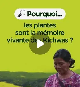 Instagram - Pourquoi les plantes sont la mémoire vivante des kichwas ?