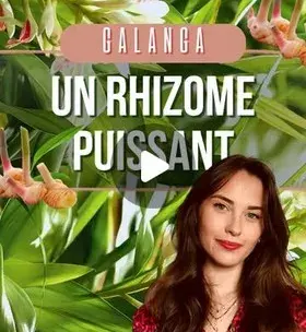 Instagram - Galanga : Un Rhizome puissant