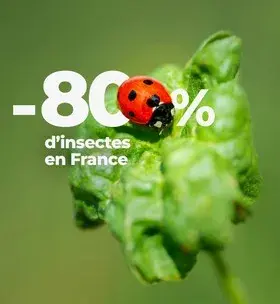 Instagram - Moins 80% d'insectes en France