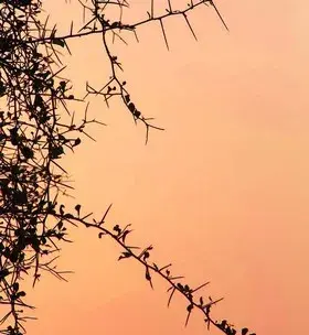 Instagram - 2 ans sans pluie ? Le dattier du désert