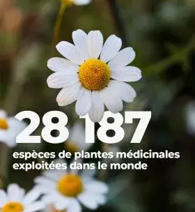  Instagram - 28 187 espèces de plantes médicinales