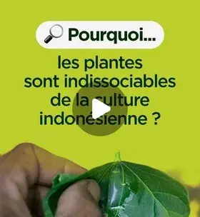 Instagram - Pourquoi les plantes sont indissociables de la culture indonésienne ?