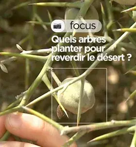 Quels arbres planter pour reverdir le désert ?