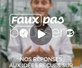 Faux pas pousser #5 Galanga ou Gingembre ?
