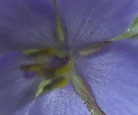 La Plante arc-en-ciel