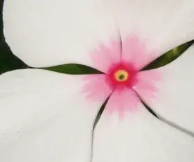 Pervenche de Madagascar