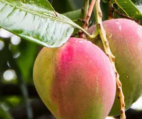 Mangifera indica