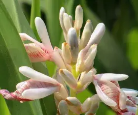 galanga plante