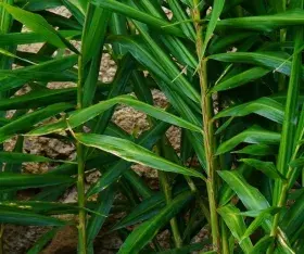 gingembre plants