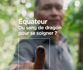 Equateur : Du sang de dragon pour se soigner ?