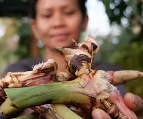 Focus : Indonésie, la récolte du Galanga