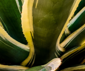 L'Agave