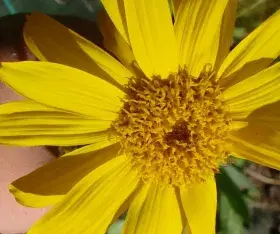arnica