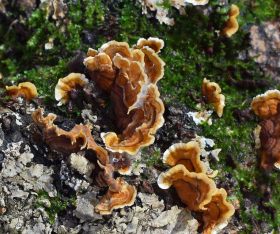 champignons et lichens