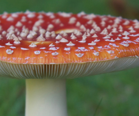 Quels sont les champignons les plus toxiques ?
