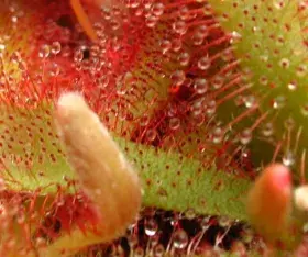plantes carnivores