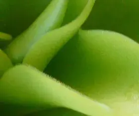 Pinguicula