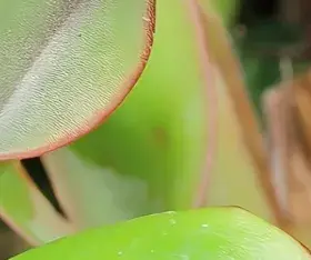 Heliamphora