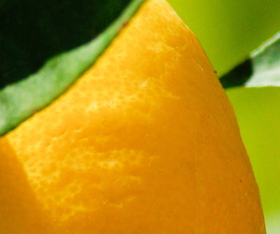 Le Kumquat